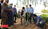 کاشت ۵٠ اصله نهال در بیمارستان گراش